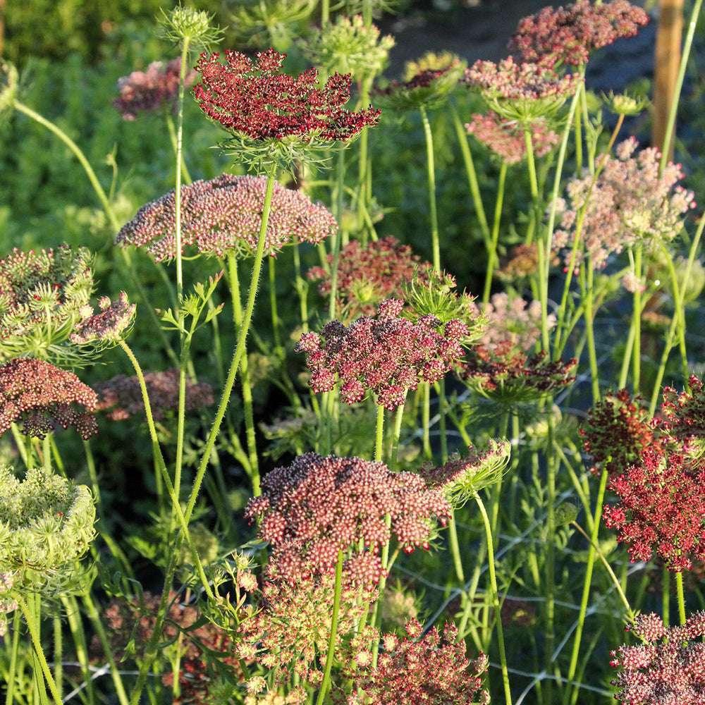 Bluehende Pflanze Wilde Möhre - Daucus carota 'Dara' aus der Gartenzauber-Saatgutserie
