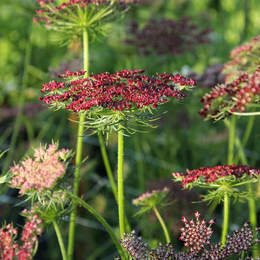 Bluehende Pflanze Wilde Möhre - Daucus carota 'Dara' aus der Gartenzauber-Saatgutserie