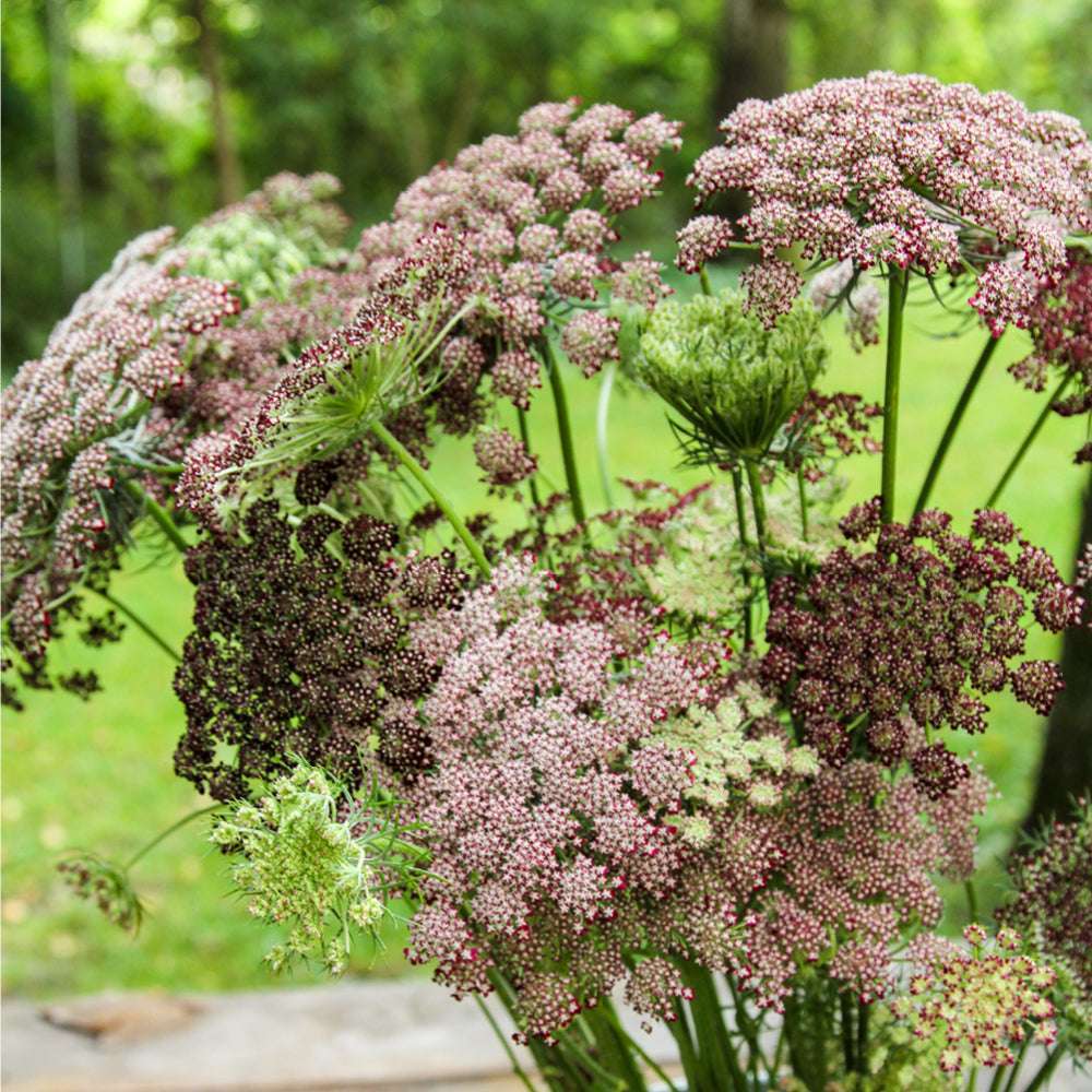 Bluehende Pflanze Wilde Möhre - Daucus carota 'Dara' aus der Gartenzauber-Saatgutserie