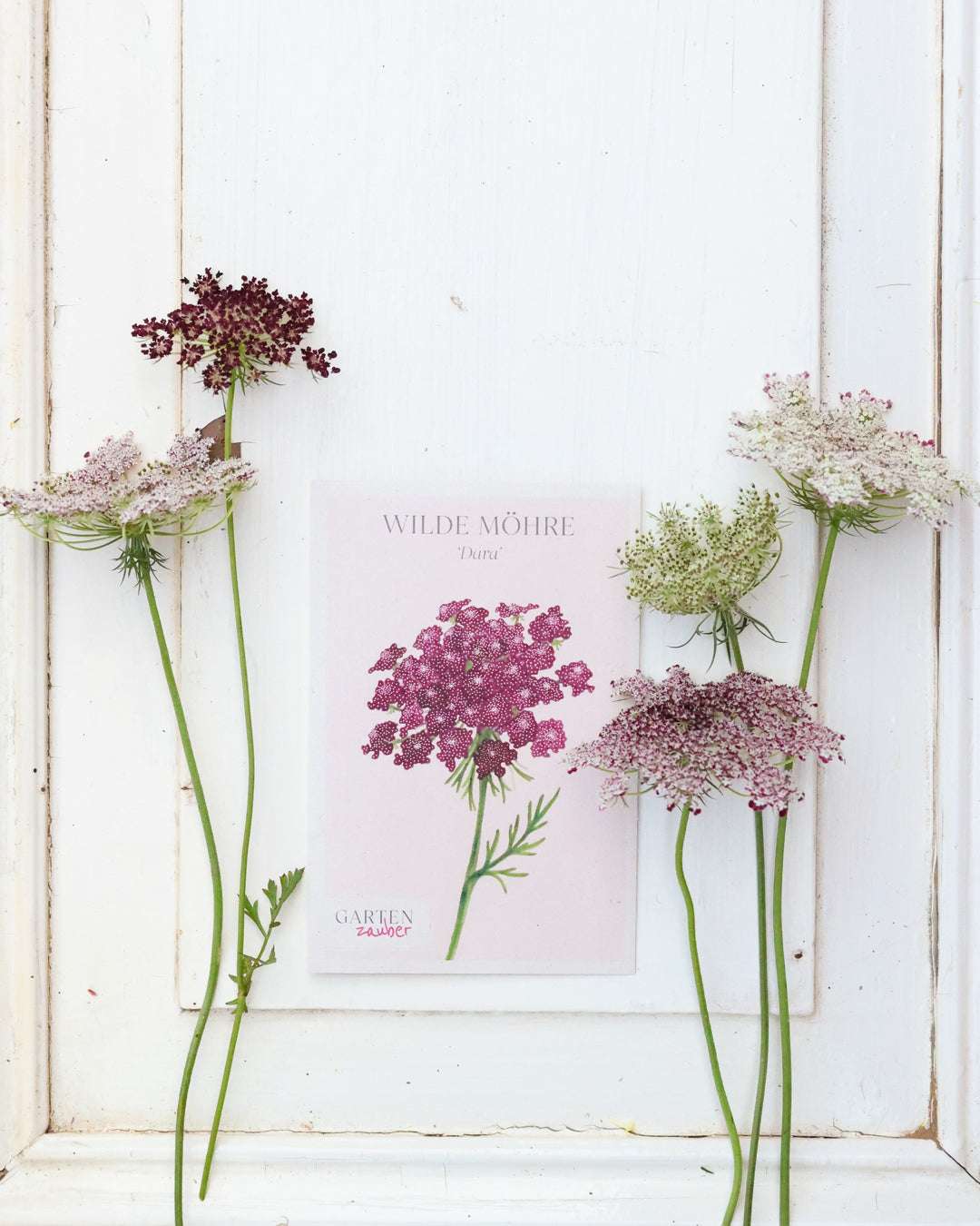 Wilde Möhre 'Daucus carota Dara', zarte Blüten in Weiß und Dunkelrot, filigran arrangiert vor einem weißen Hintergrund.