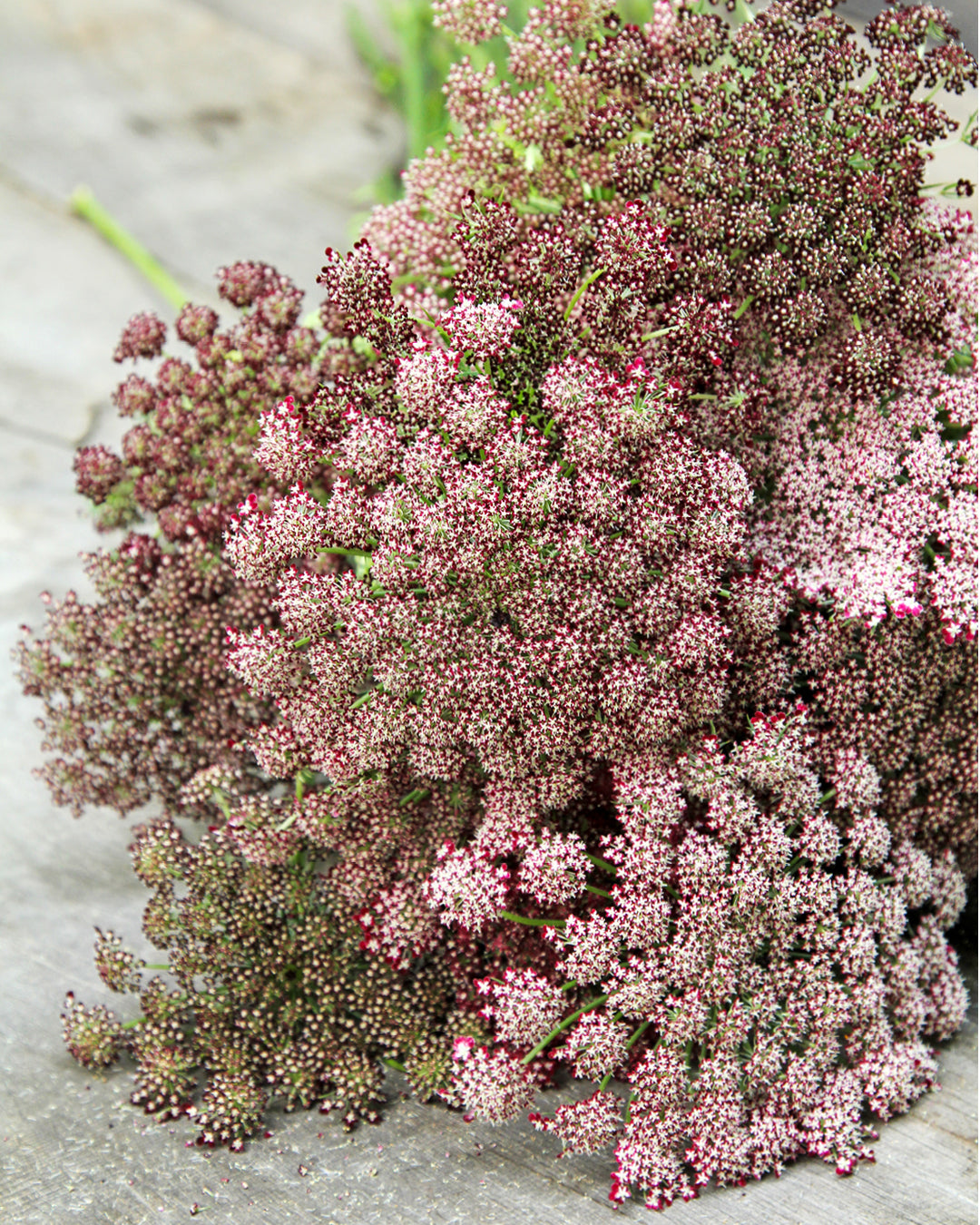 Bluehende Pflanze Wilde Möhre - Daucus carota 'Dara' aus der Gartenzauber-Saatgutserie
