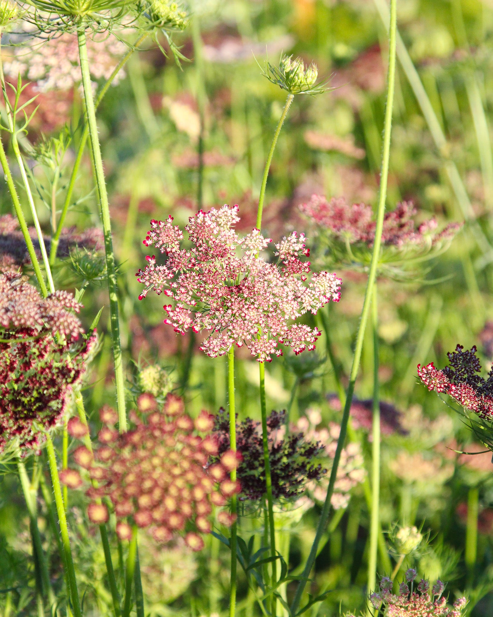 Zart rosafarbene bis violette Blütendolden der Wilden Möhre ‚Dara‘ mit luftiger, natürlicher Wirkung.