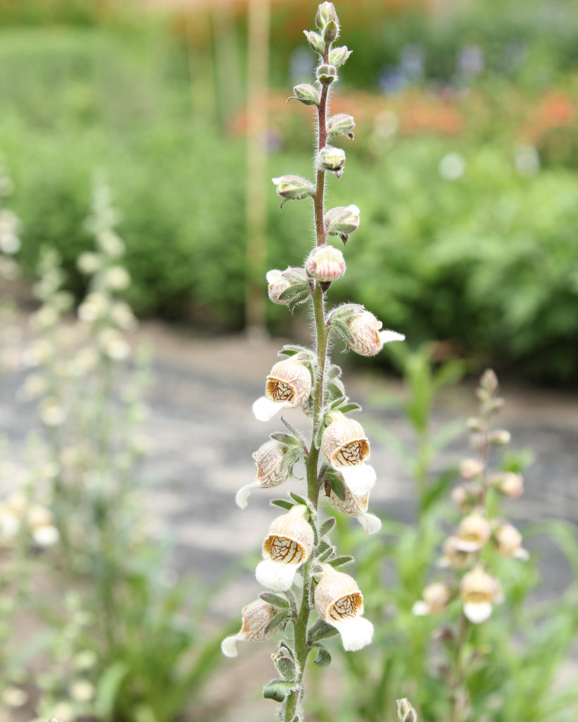 Wolliger Fingerhut - Digitalis lanata 'Café Crème'