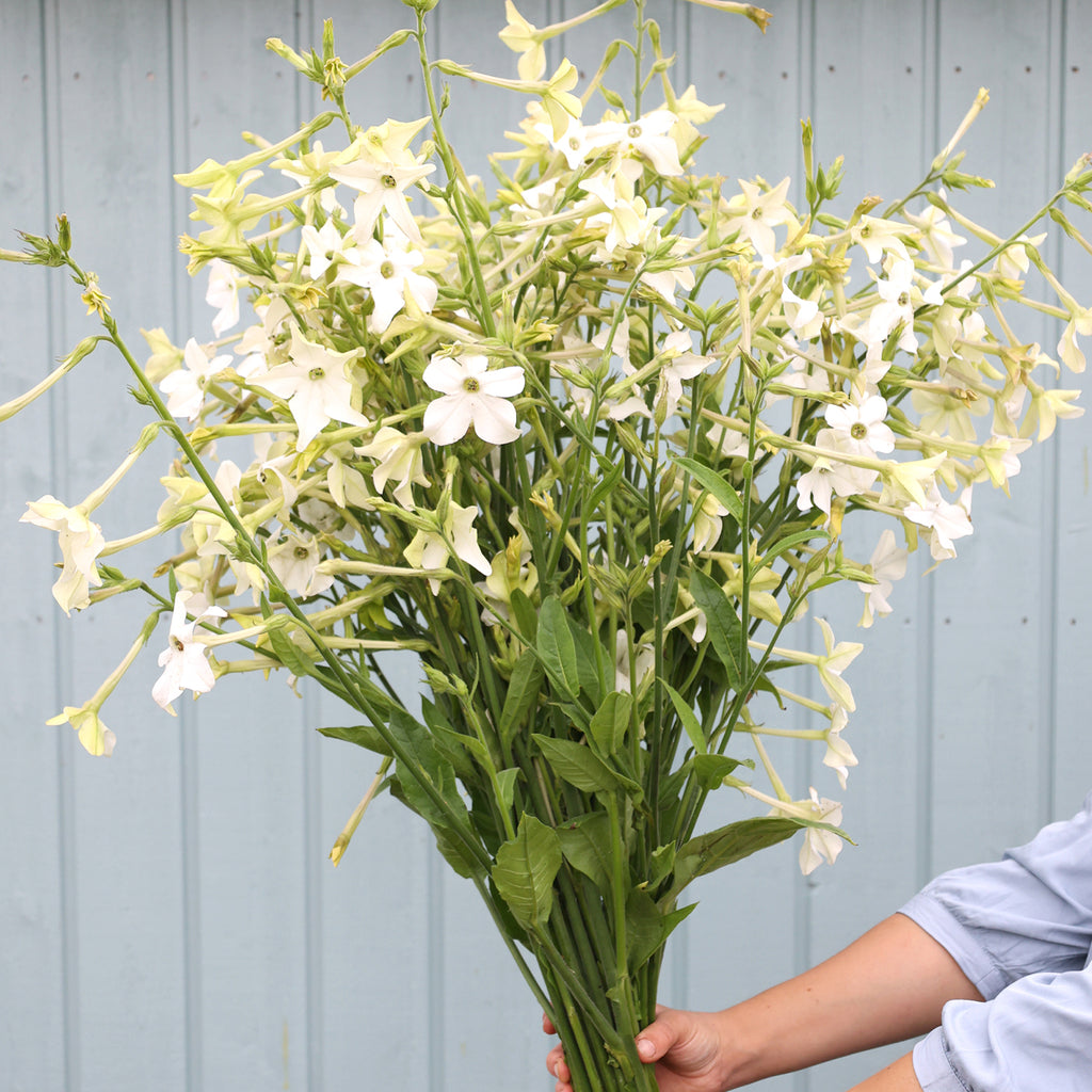Bluehende Pflanze Ziertabak 'Grandiflora' Nicotiana alata aus der Gartenzauber-Saatgutserie