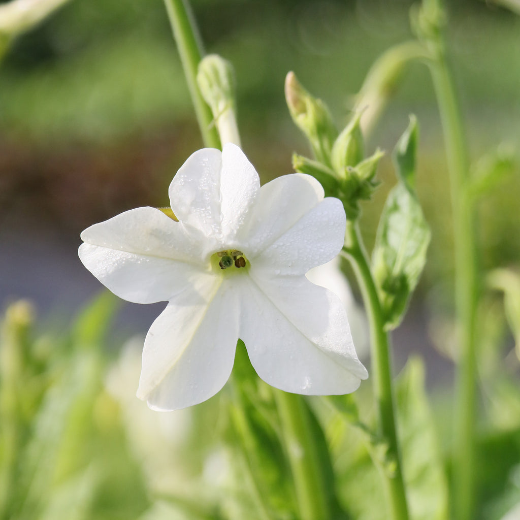 Bluehende Pflanze Ziertabak 'Grandiflora' Nicotiana alata aus der Gartenzauber-Saatgutserie