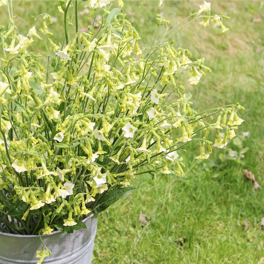 Bluehende Pflanze Ziertabak - Nicotiana x hybrida 'Starlight Dancer'  aus der Gartenzauber-Saatgutserie als Strauß in einem Zinkeimer