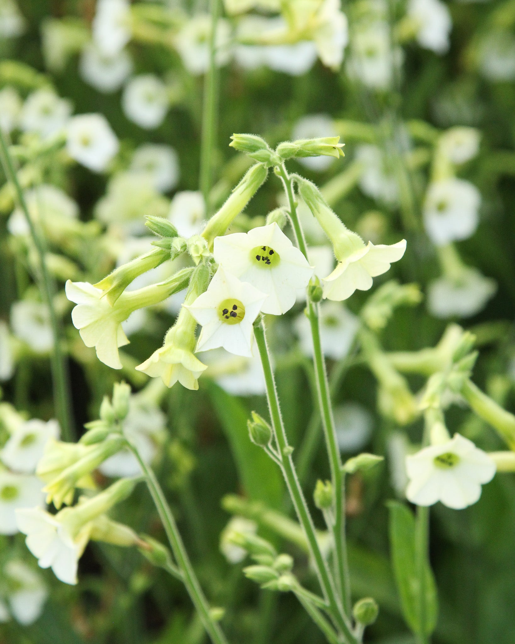 Sternförmige, weiß-rosa Blüten des Ziertabaks ‚Starlight Dancer‘ an locker verzweigten Stielen.