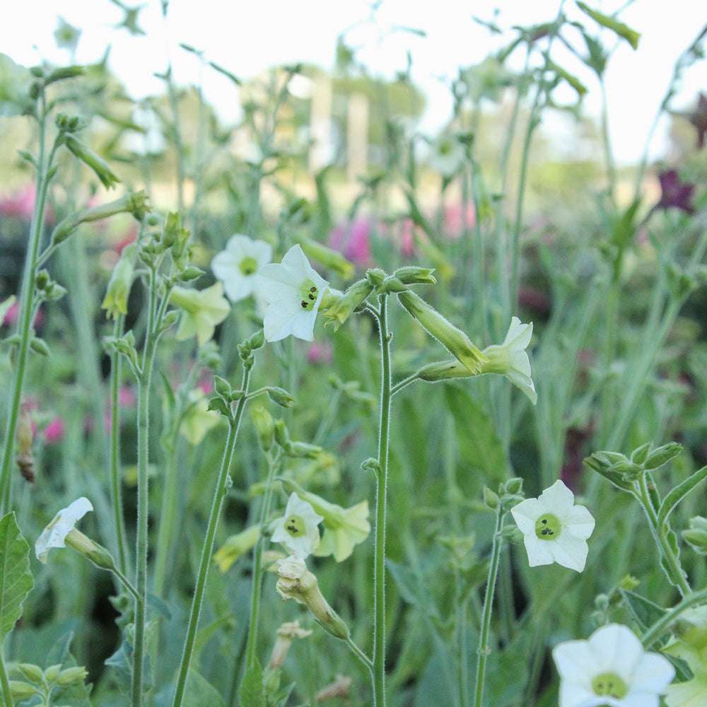 Bluehende Pflanze Ziertabak - Nicotiana x hybrida 'Starlight Dancer'  aus der Gartenzauber-Saatgutserie