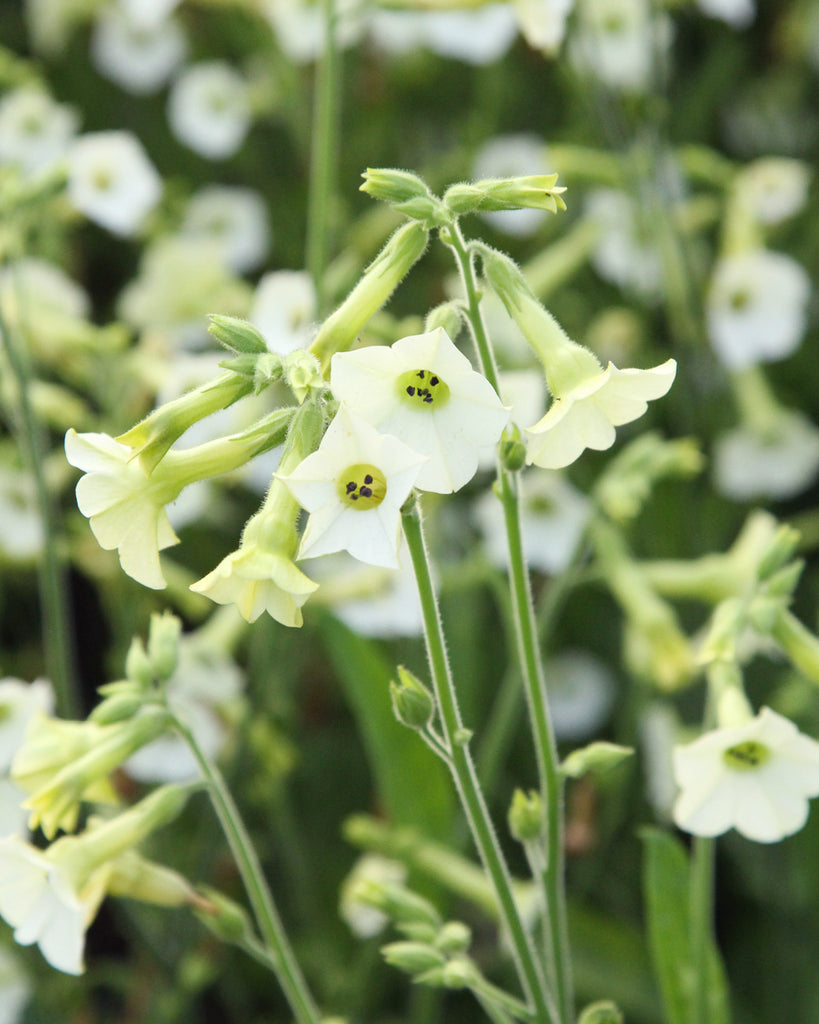 Bluehende Pflanze Ziertabak - Nicotiana x hybrida 'Starlight Dancer'  aus der Gartenzauber-Saatgutserie