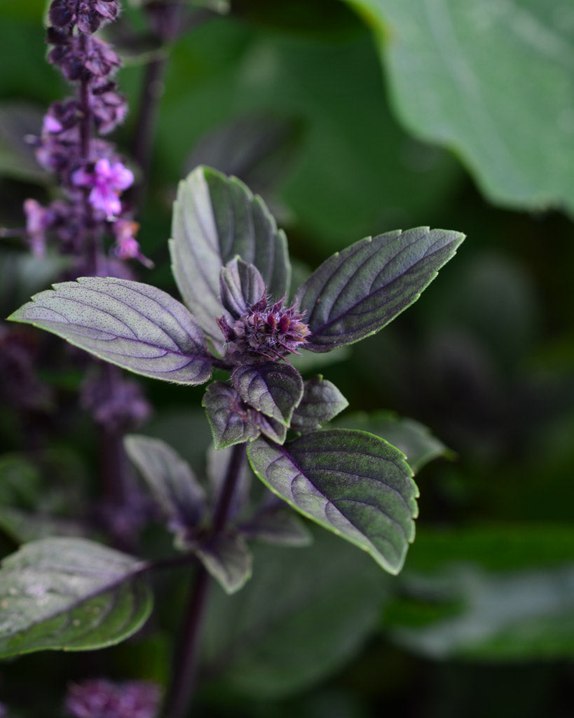 Zimtbasilikum aus der Saatgut-Kollektion von Gartenzauber