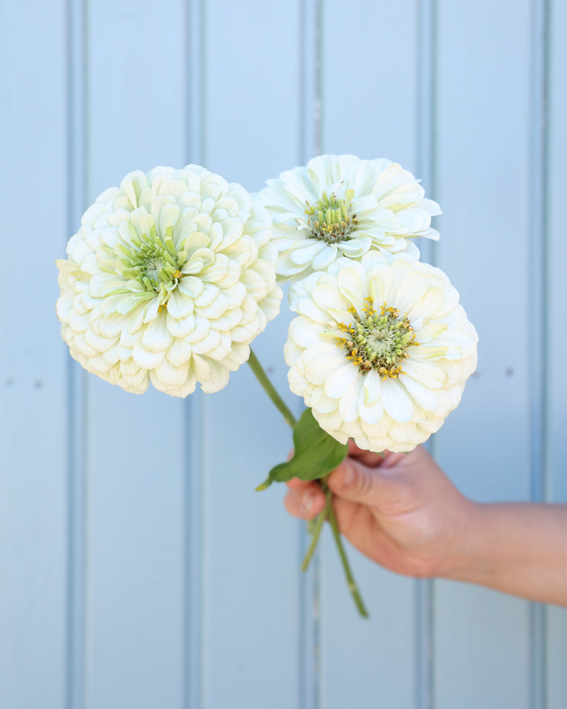 Zinnia - Zinnia elegans 'Benary's Giant White'