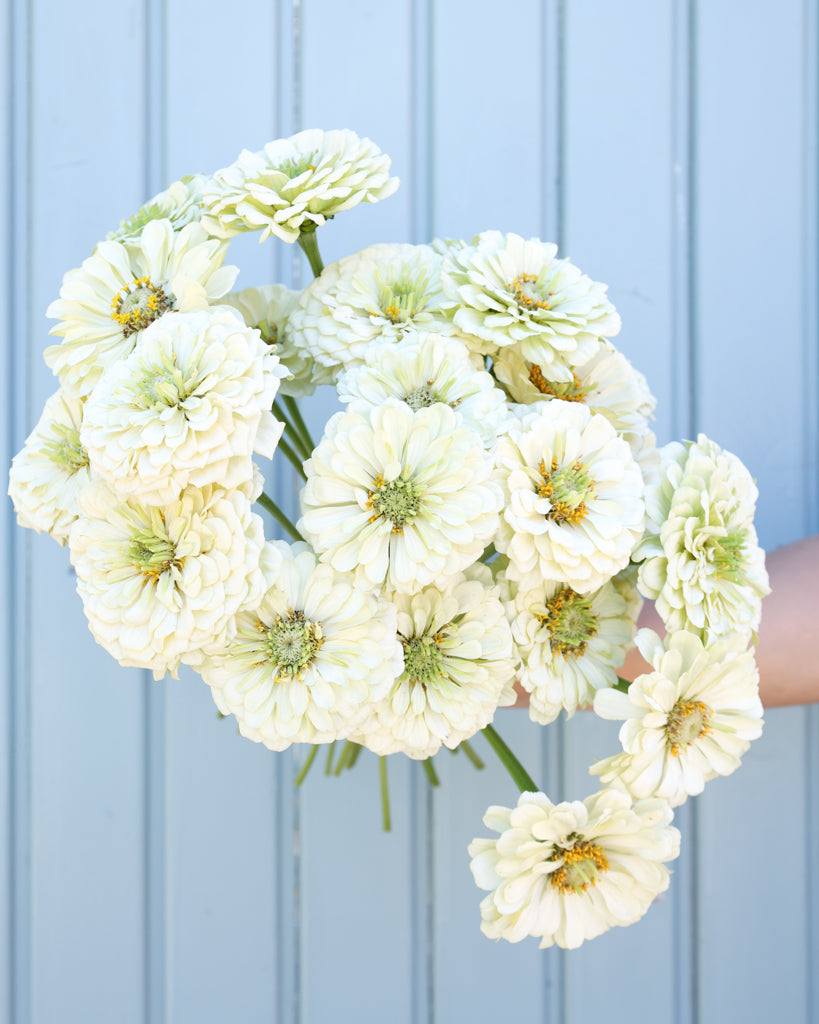 Große, cremeweiße Blüten der Zinnie ‚Benary’s Giant White‘ als ruhiger Kontrast.