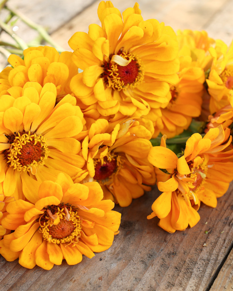 Zinnia - Zinnia elegans 'Benary's Giant Golden Yellow'