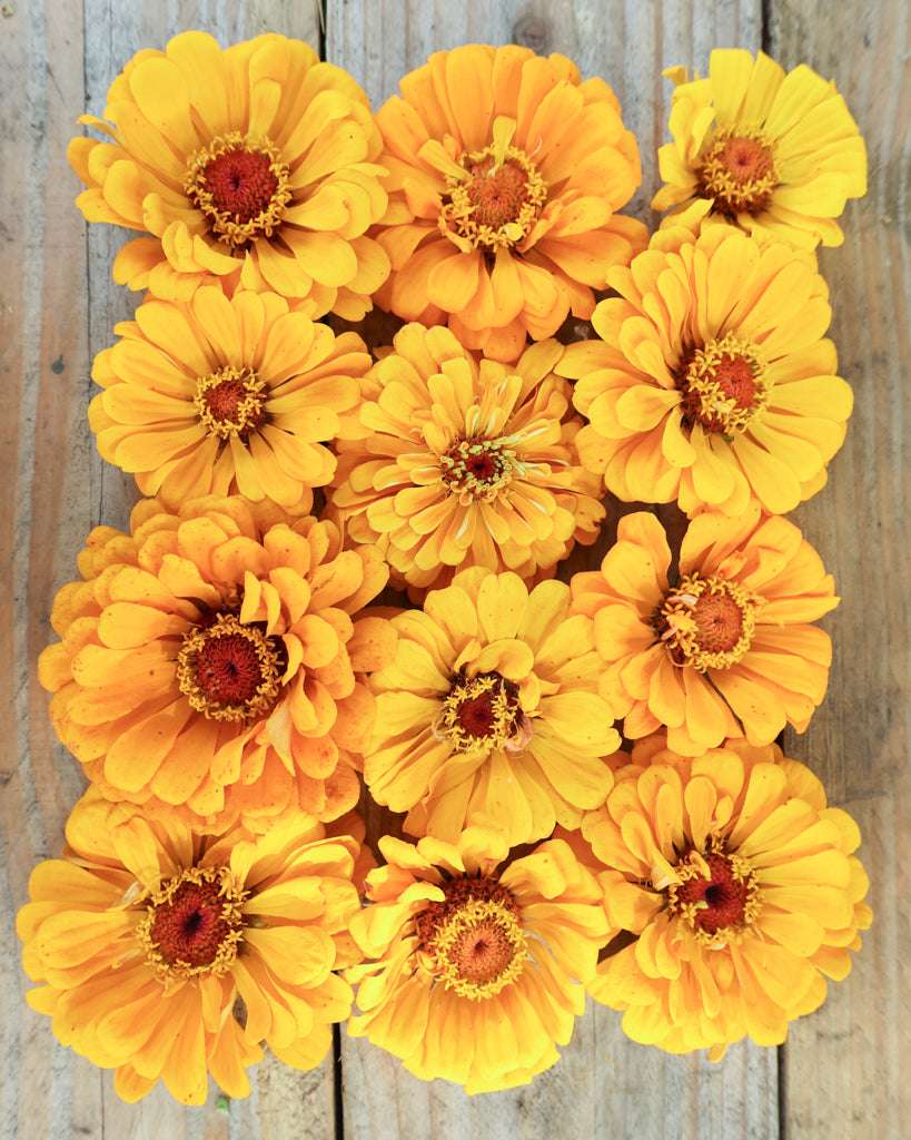 Zinnia - Zinnia elegans 'Benary's Giant Golden Yellow'