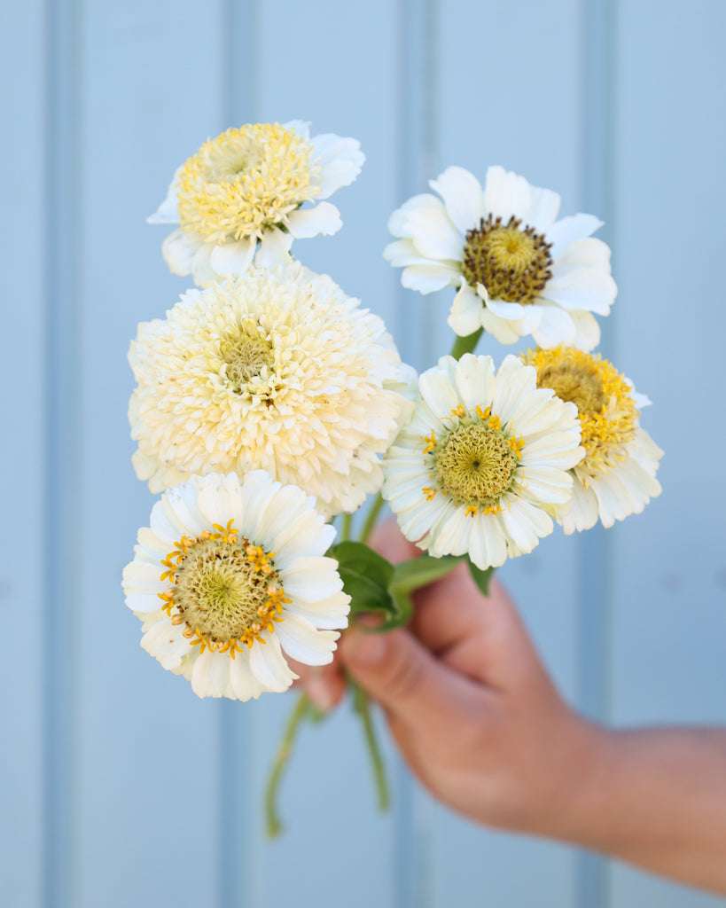 Zinnia - Zinnia elegans 'Zinderella White'