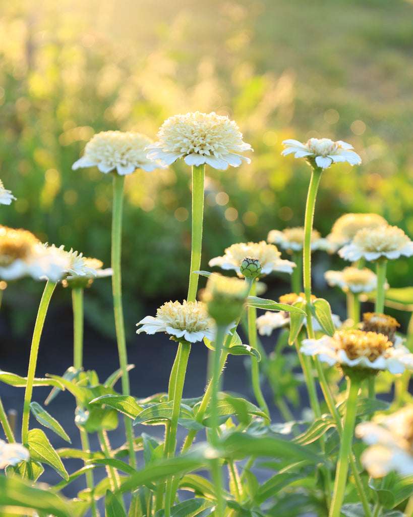Zinnia - Zinnia elegans 'Zinderella White'