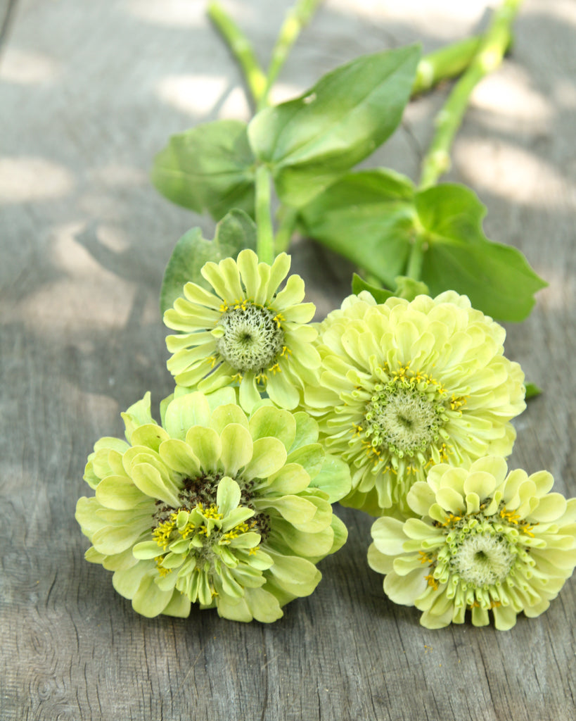 Zinnia - Zinnia elegans 'Benary's Giant Lime'