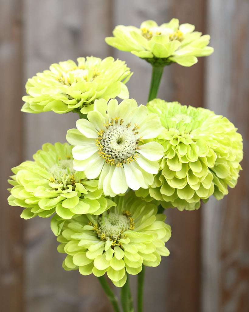 Zinnia - Zinnia elegans 'Benary's Giant Lime'