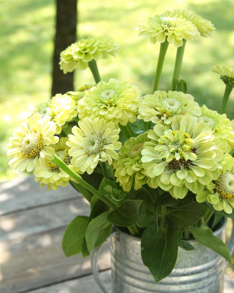 Zinnia - Zinnia elegans 'Benary's Giant Lime'