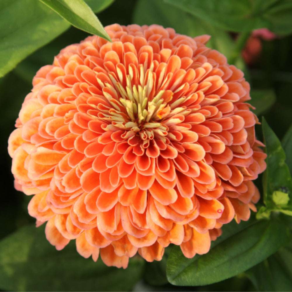 Bluehende Pflanze Zinnie 'Benary's Giant Salmon Rose' Zinnia elegans aus der Gartenzauber-Saatgutserie