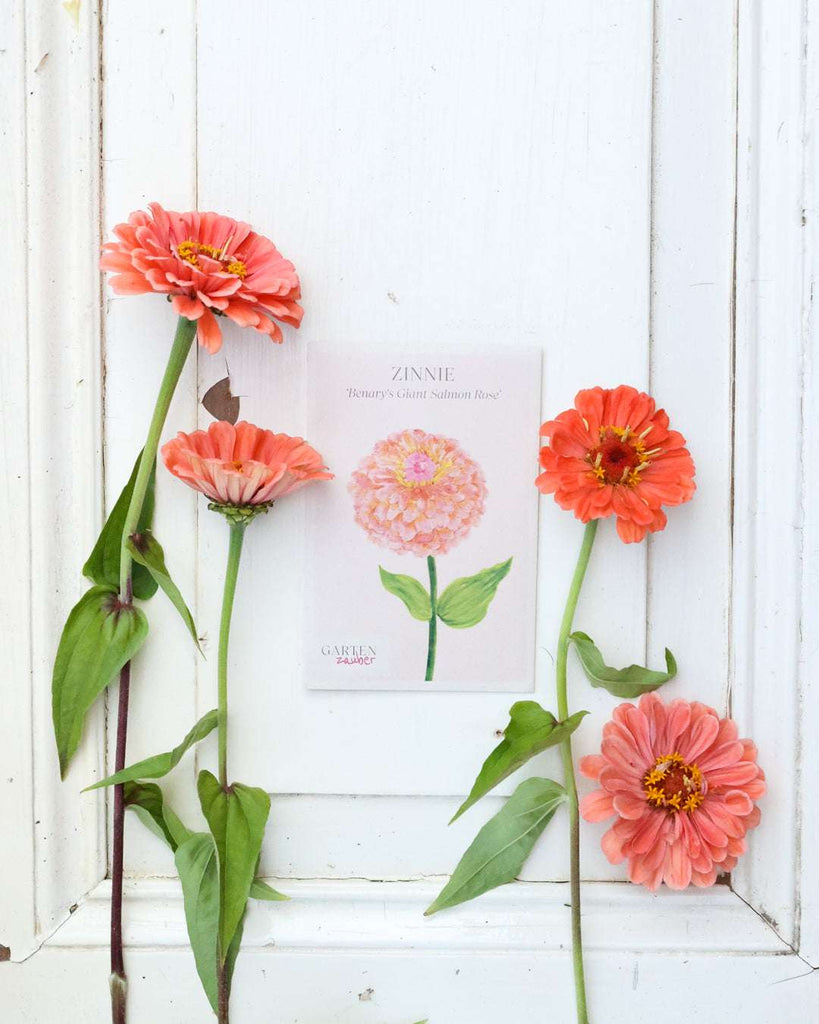 Zinnie - Zinnia elegans 'Benary's Giant Salmon Rose'