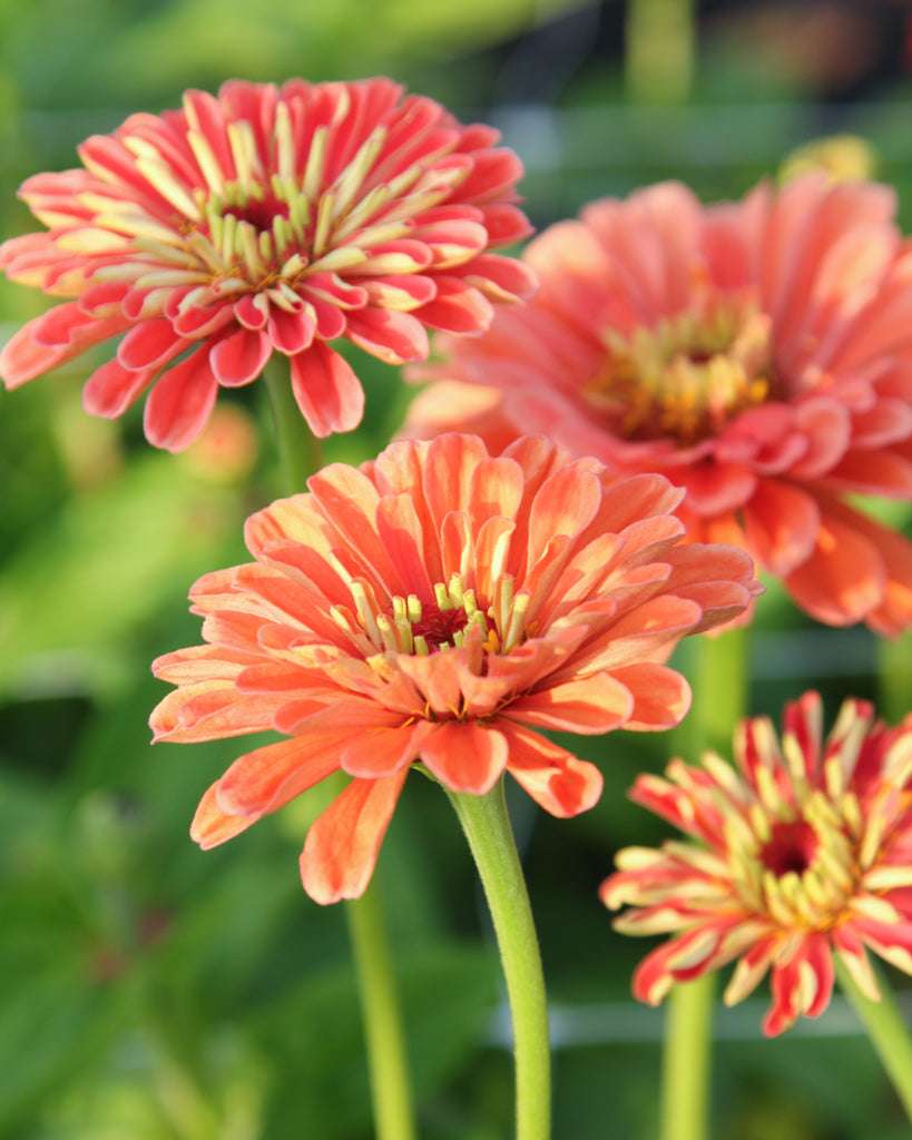Zinnie - Zinnia elegans 'Benary's Giant Salmon Rose'