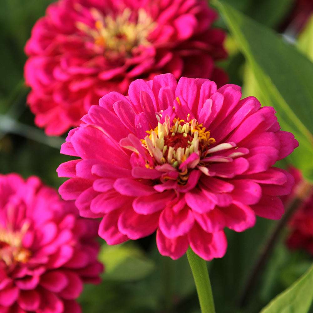 Bluehende Pflanze Zinnie - Zinnia elegans `Benary´s Giant Wine‘ aus der Gartenzauber-Saatgutserie