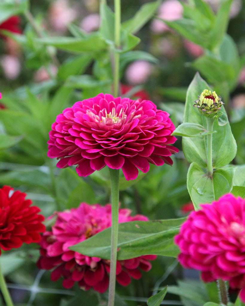 Zinnia - Zinnia elegans 'Benary's Giant Wine'