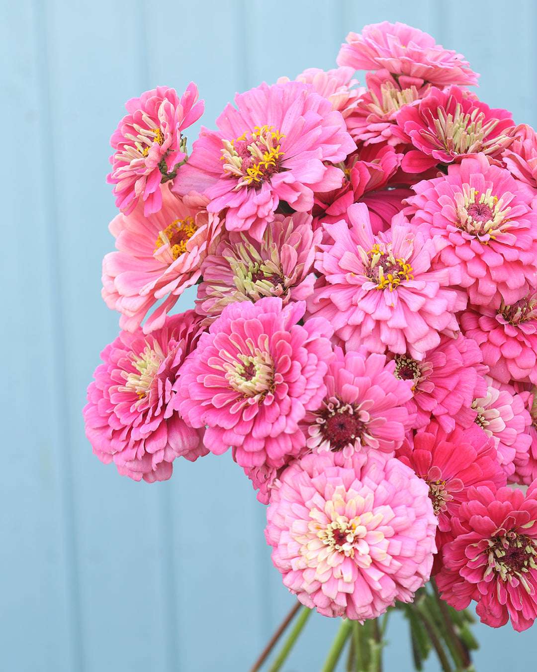 Zinnia - Zinnia elegans 'Benary's Giant Bright Pink'