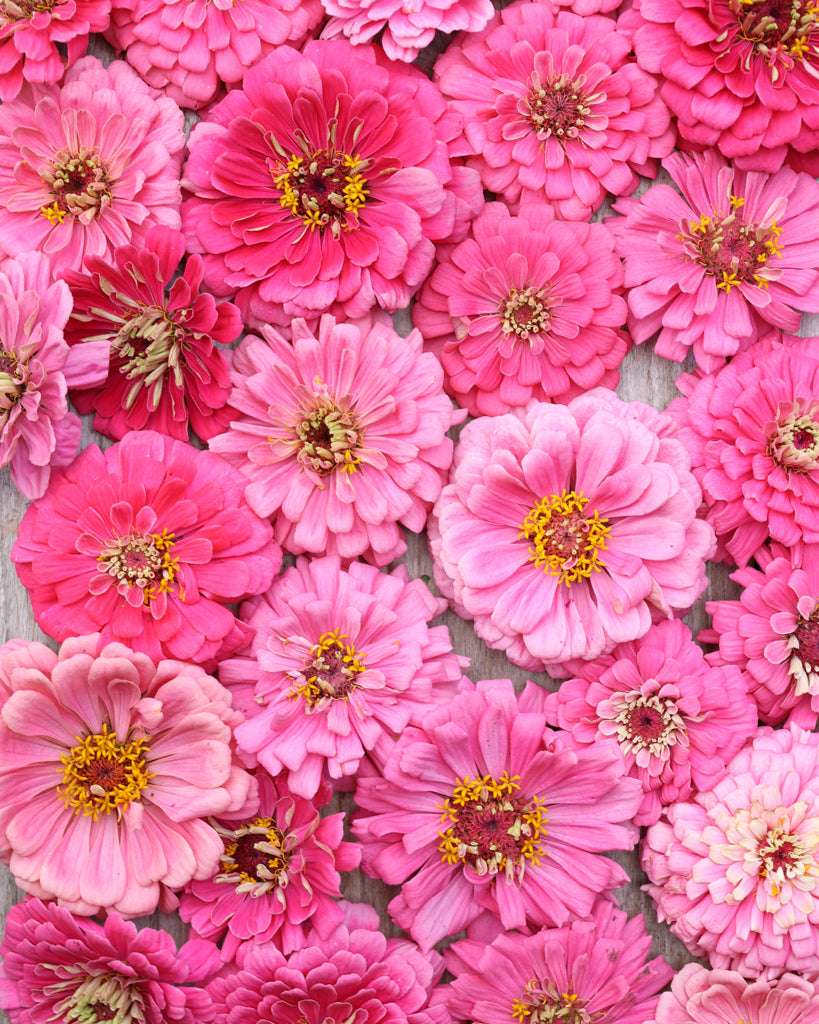 Zinnia - Zinnia elegans 'Benary's Giant Bright Pink'