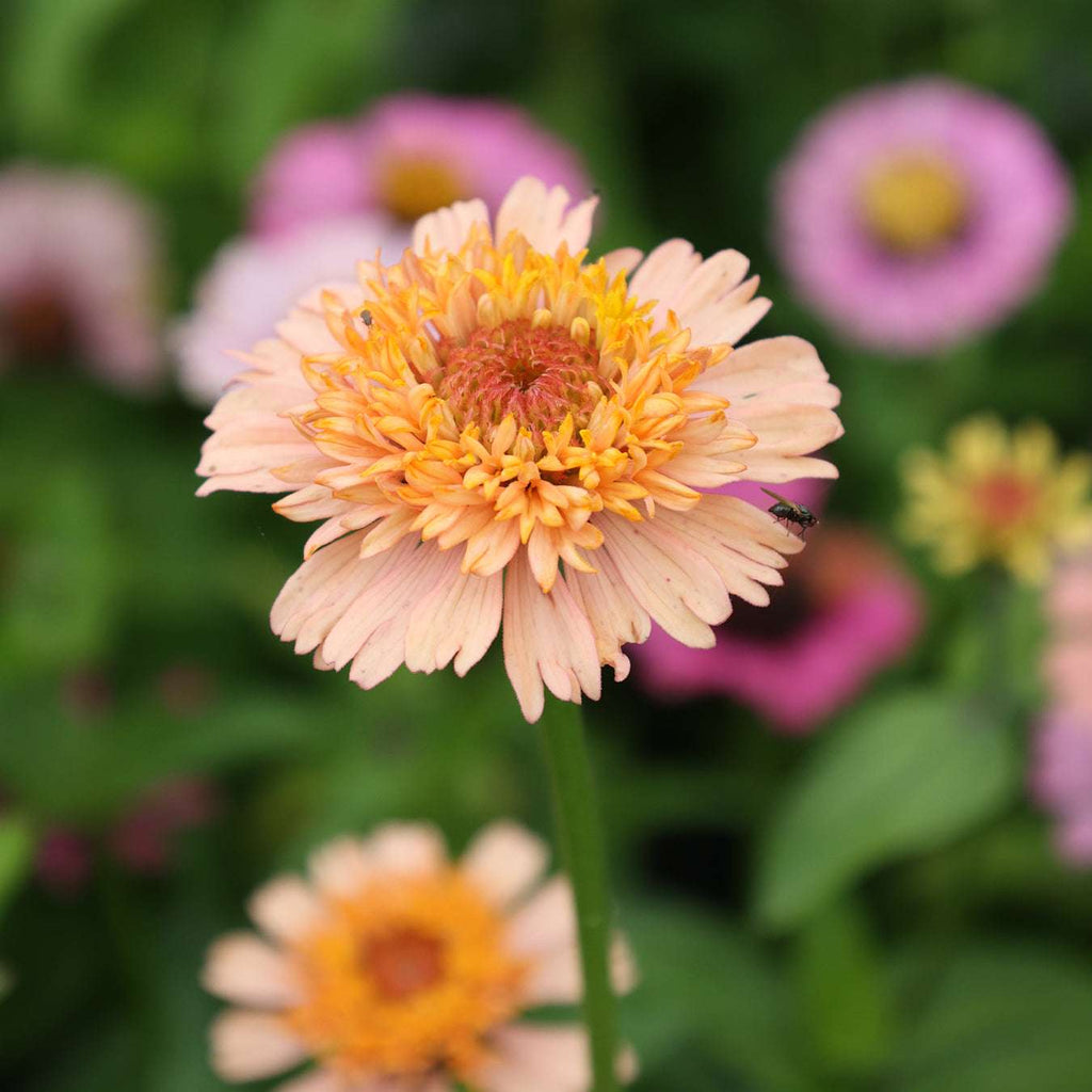 Zinnie - Zinnia elegans 'Cresto! Peachy Pink'
