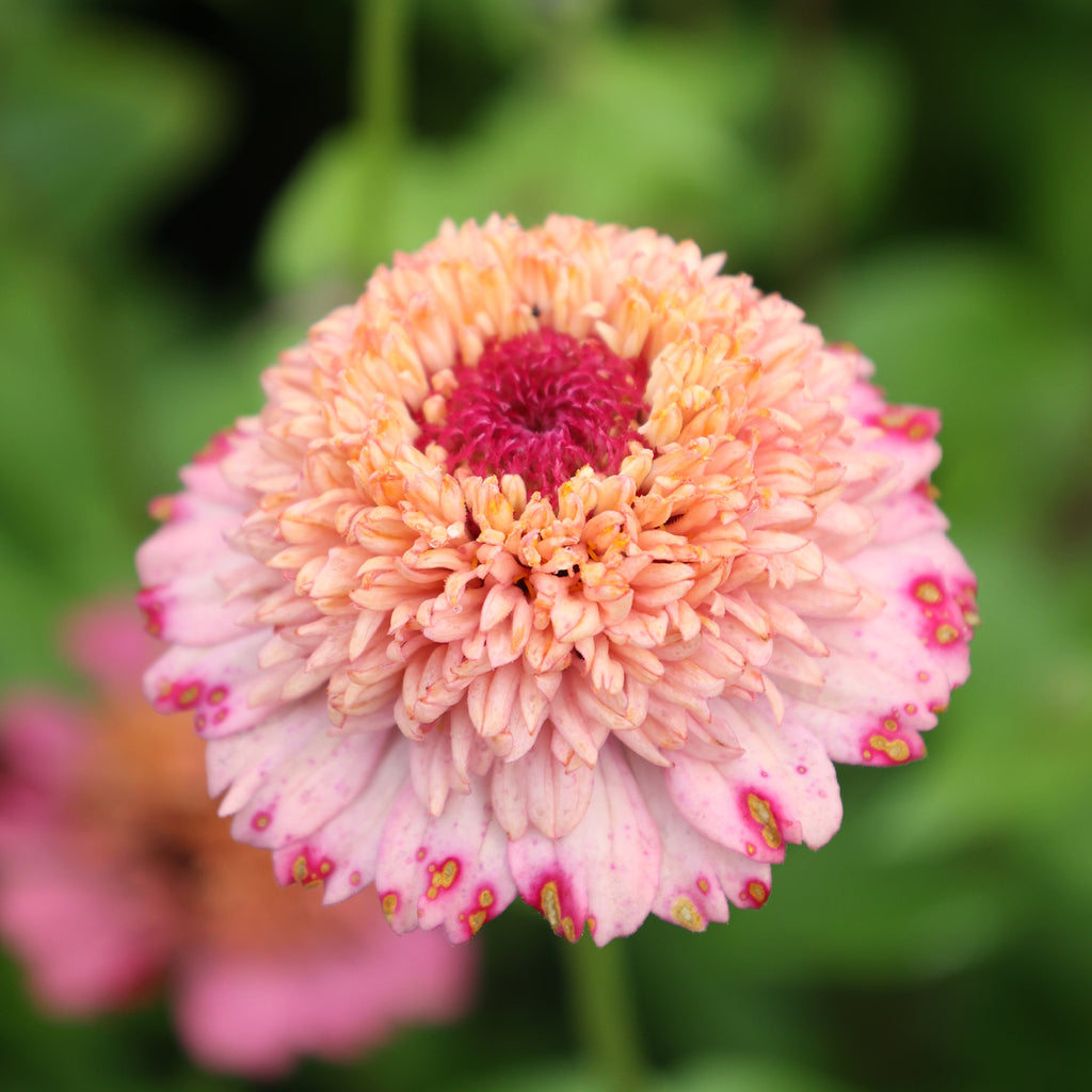Zinnia - Zinnia elegans 'Cresto! Peachy Pink'
