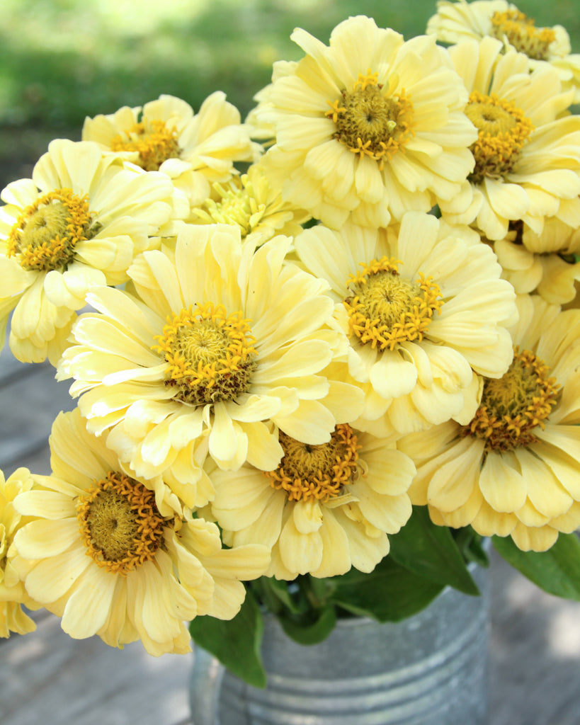 Zinnia - Zinnia elegans 'Isabellina Creamy Yellow'