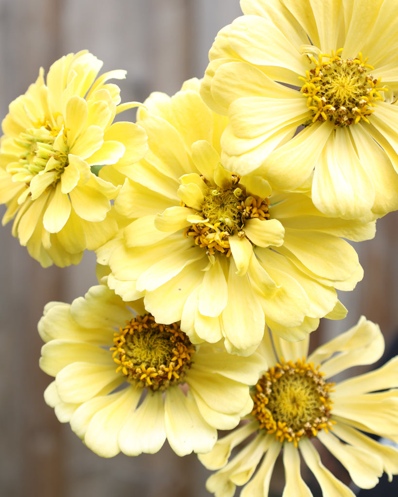 Zinnia - Zinnia elegans 'Isabellina Creamy Yellow'