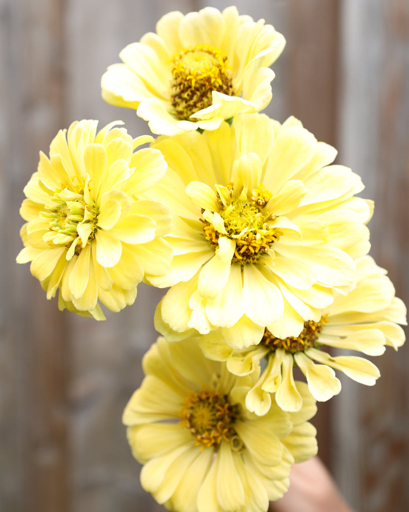 Zinnia - Zinnia elegans 'Isabellina Creamy Yellow'