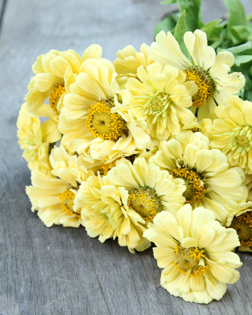Zinnia - Zinnia elegans 'Isabellina Creamy Yellow'
