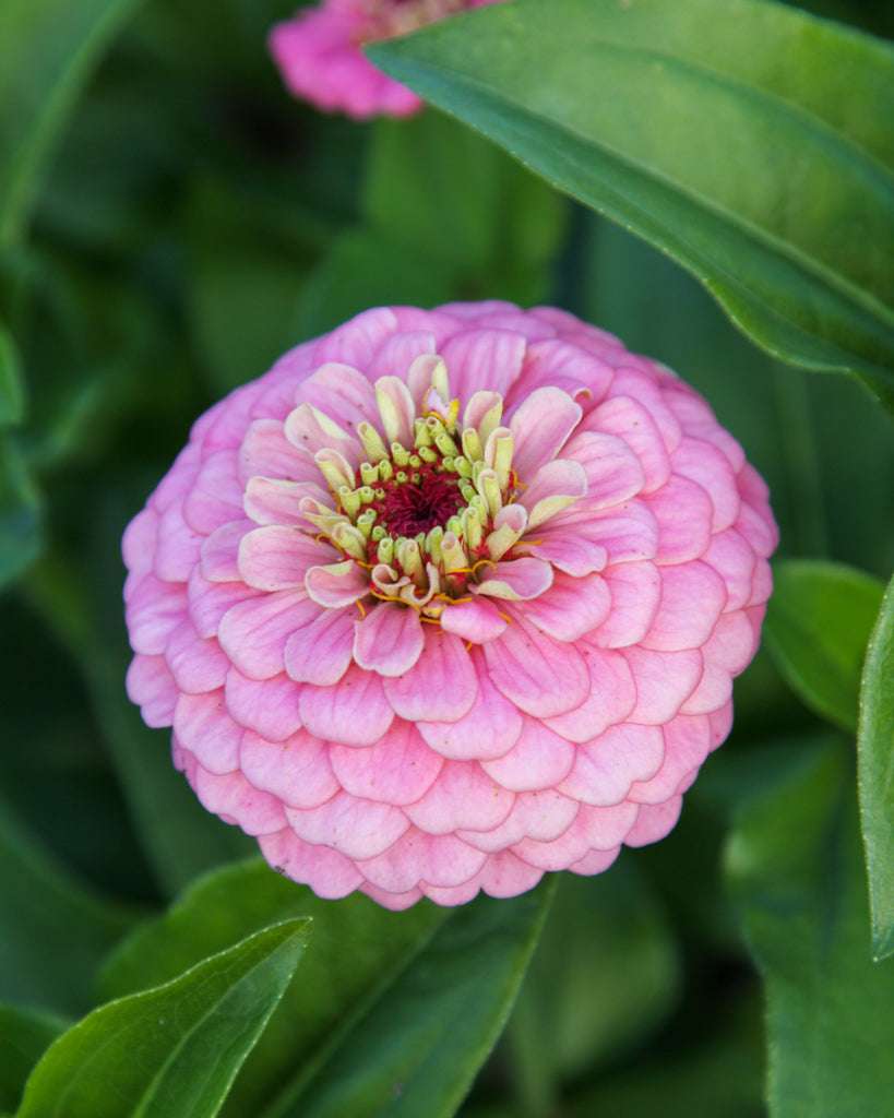 Zinnia - Zinnia elegans 'Oklahoma Pink'