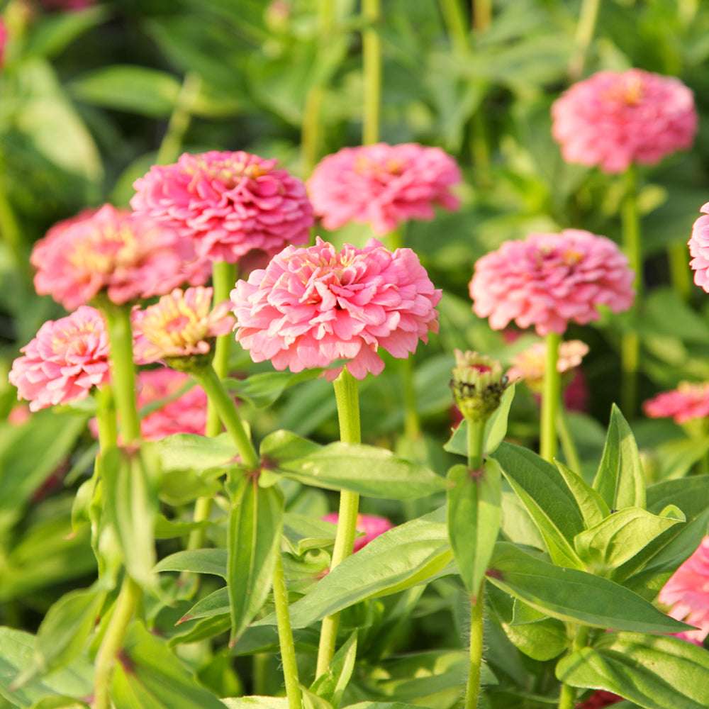 Bluehende Pflanze Zinnie - Zinnia elegans `Oklahoma Pink‘ aus der Gartenzauber-Saatgutserie