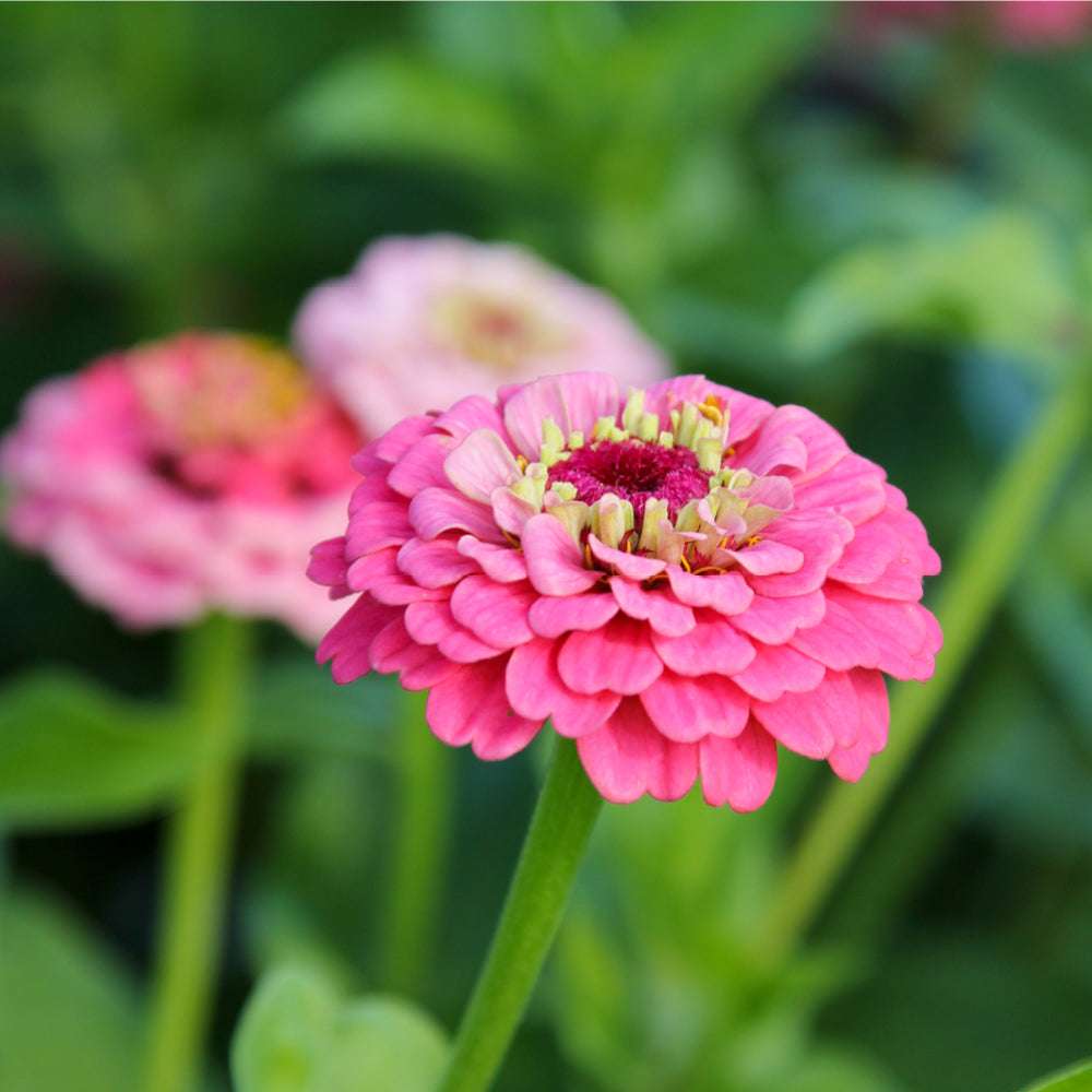 Bluehende Pflanze Zinnie - Zinnia elegans `Oklahoma Pink‘ aus der Gartenzauber-Saatgutserie