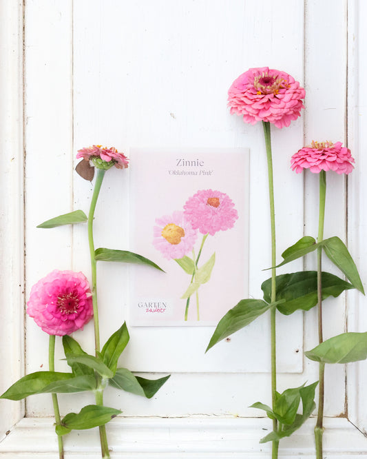 Zinnie - Zinnia elegans 'Oklahoma Pink'