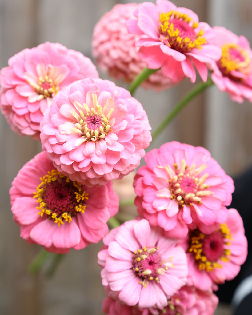 Zinnia - Zinnia elegans 'Oklahoma Pink'