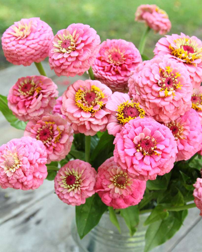 Zinnia - Zinnia elegans 'Oklahoma Pink'