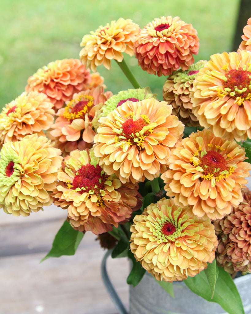 Blühende Zinnia elegans 'Queen Lime Orange' in einem Eimer. Die Blumen haben eine Mischung aus Orange- und Limettentönen.