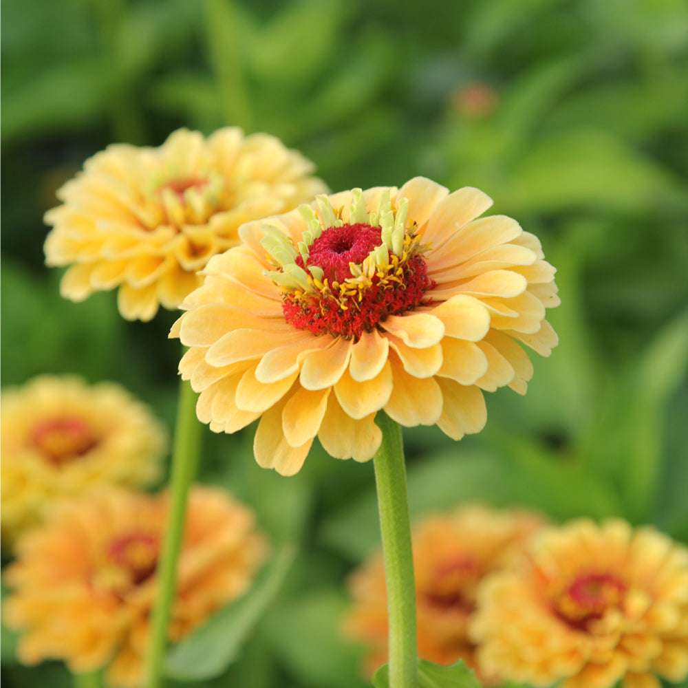 ansicht-bluehende-pflanze-zinnie-zinnia-elegans-‘queen-lime-peach‘-aus-der-gartenzauber-saatgutserie