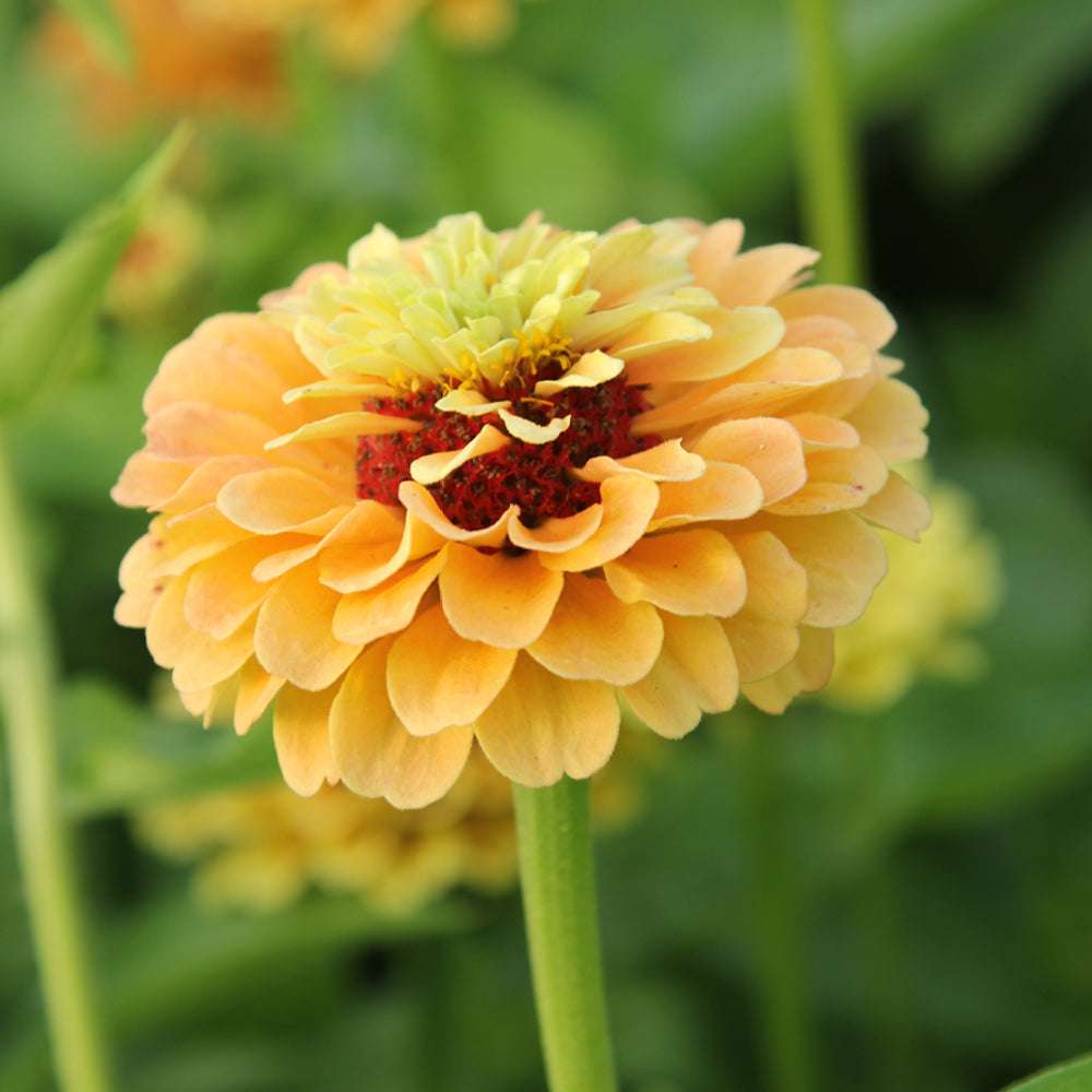 ansicht-bluehende-pflanze-zinnie-zinnia-elegans-‘queen-lime-peach‘-aus-der-gartenzauber-saatgutserie
