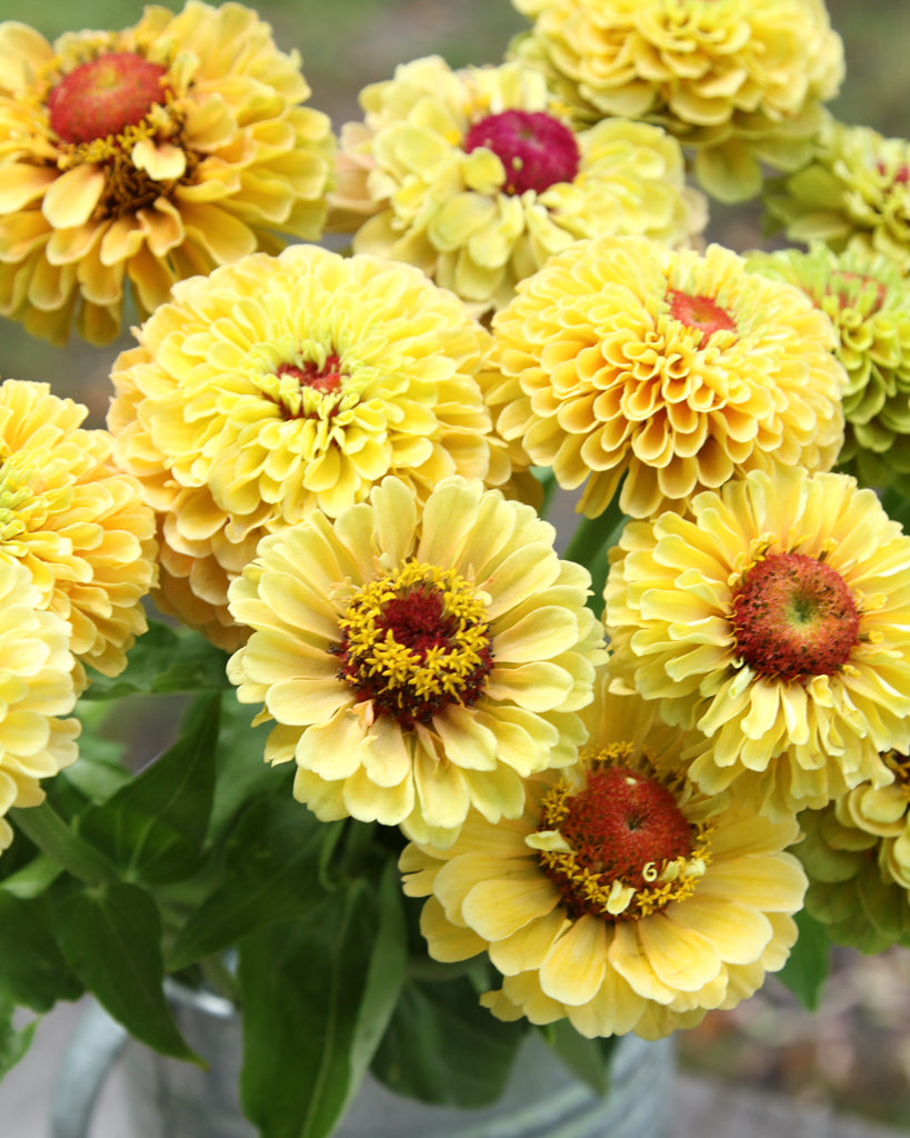 Zinnia - Zinnia elegans 'Queen Lime Peach'