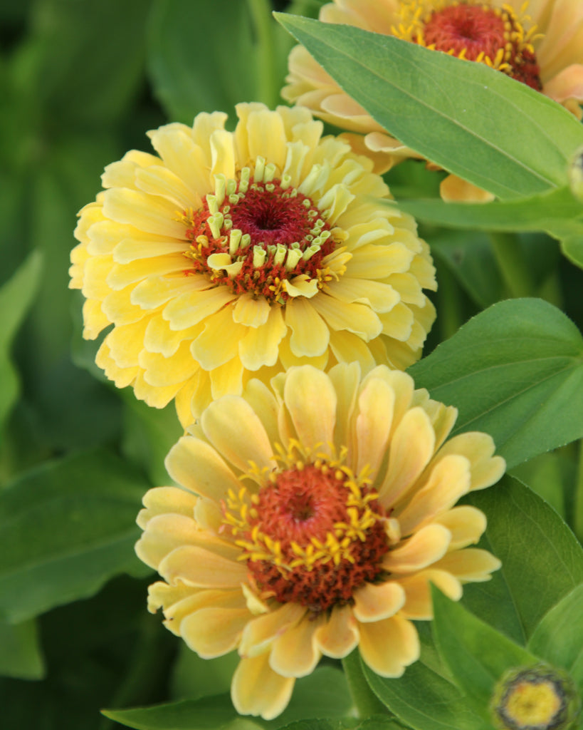 Gelbe Zinnia elegans 'Queen Lime Peach' mit rötlichen Zentren, umgeben von grünen Blättern, leuchtend und detailreich.