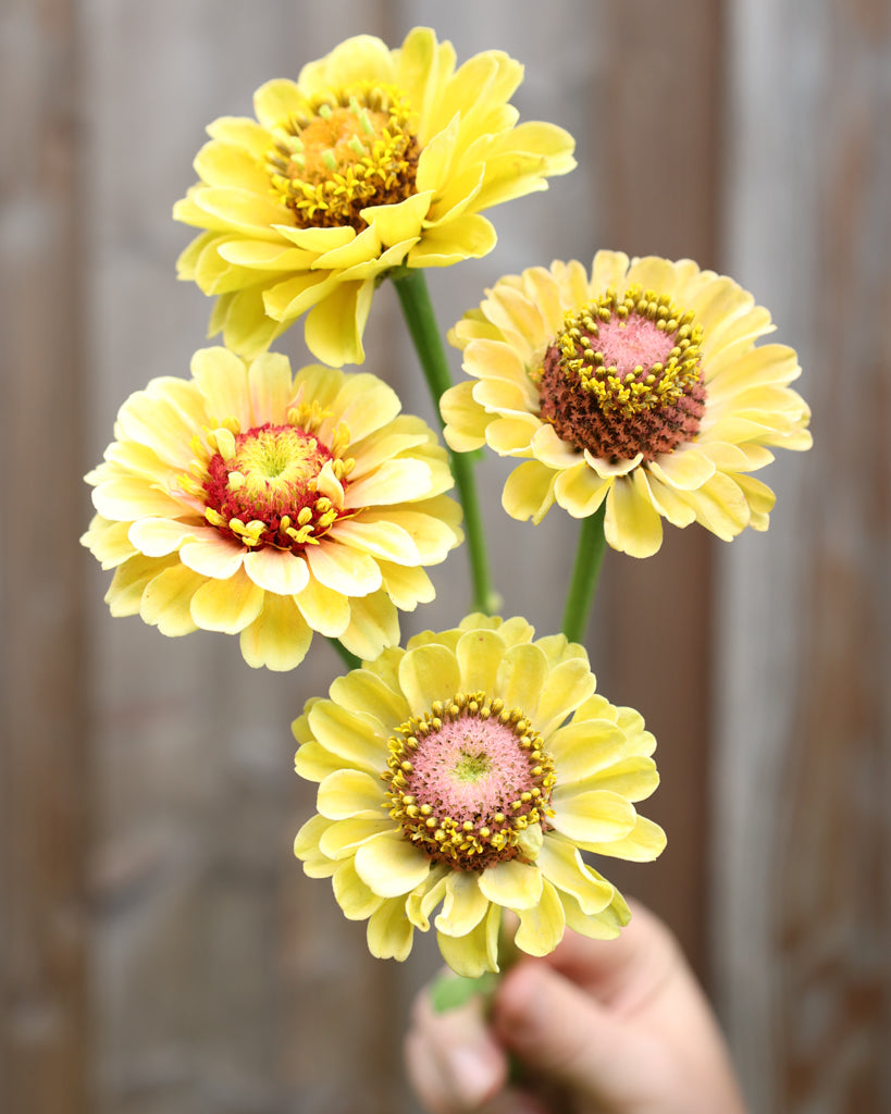 Zinnia - Zinnia elegans 'Queen Lime Peach'