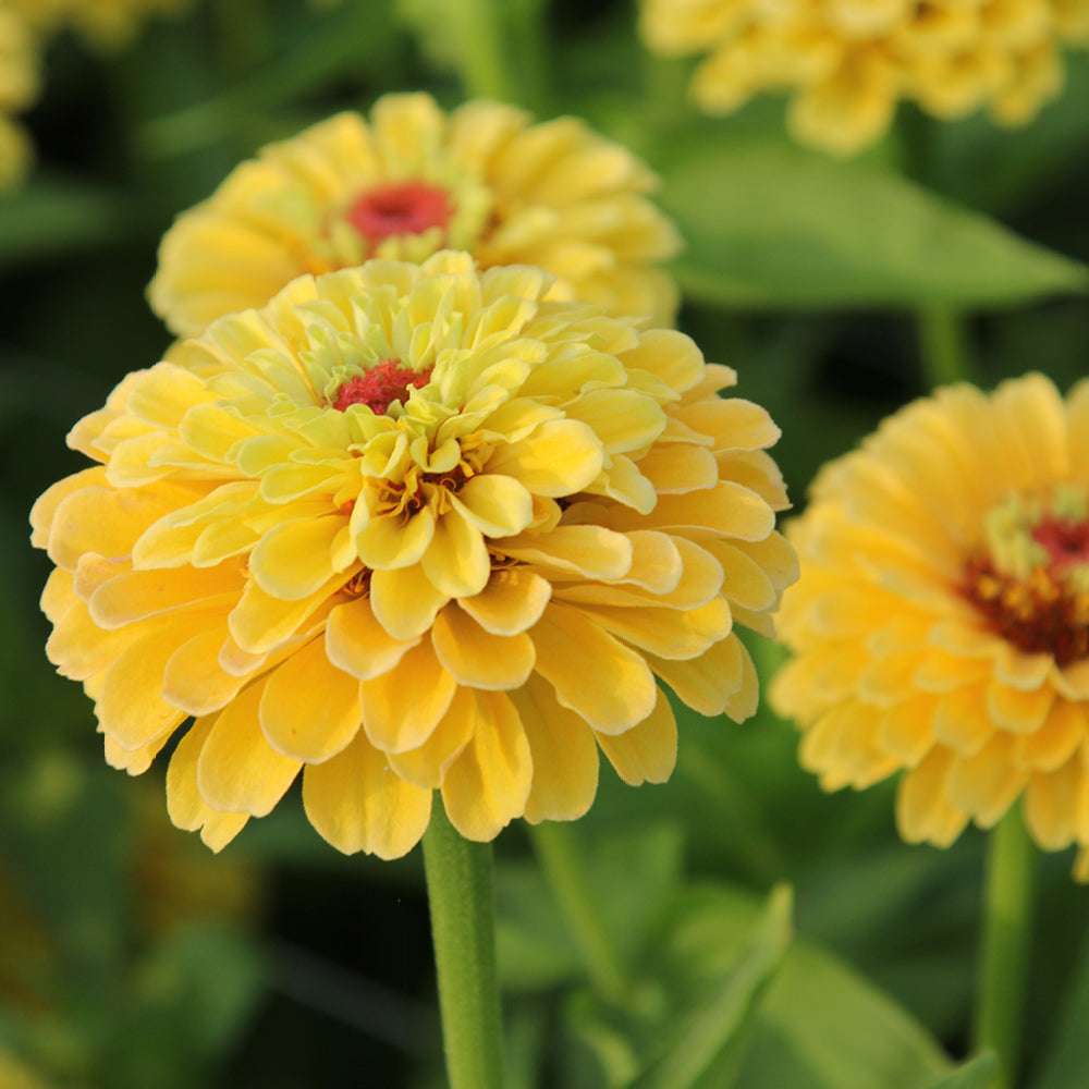 ansicht-bluehende-pflanze-zinnie-zinnia-elegans-‘queen-lime-peach‘-aus-der-gartenzauber-saatgutserie
