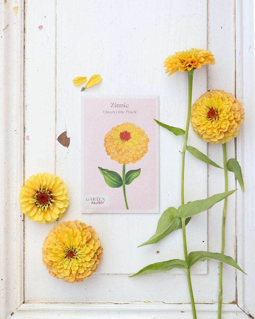Mehrere gelbe Zinnien 'Queen Lime Peach' mit Samentüte und Illustration auf weißem Holzuntergrund liegend arrangiert.